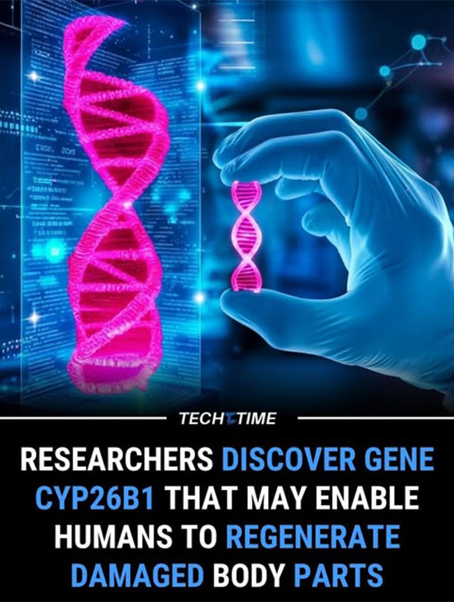 Bước tiến y học mở ra khả năng tái sinh kỳ diệu ở con người