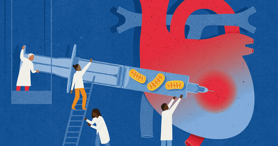 Ty thể – nguồn sức mạnh có thể chữa lành